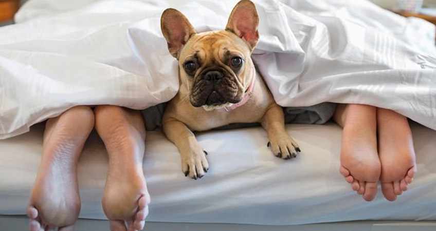 koira sängyssä - hyvä vai huono idea?